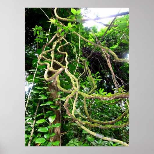 Oerwouden Poster (Voorkant)