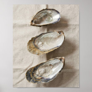 Oester Schelp Kust Studie Poster