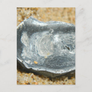 Oester Shell in het zand Briefkaart