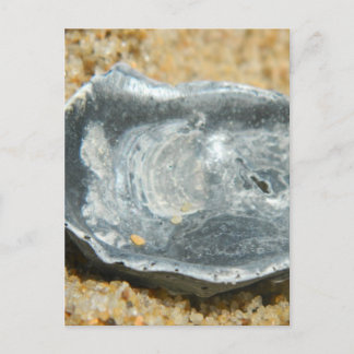 Oester Shell in het zand Briefkaart