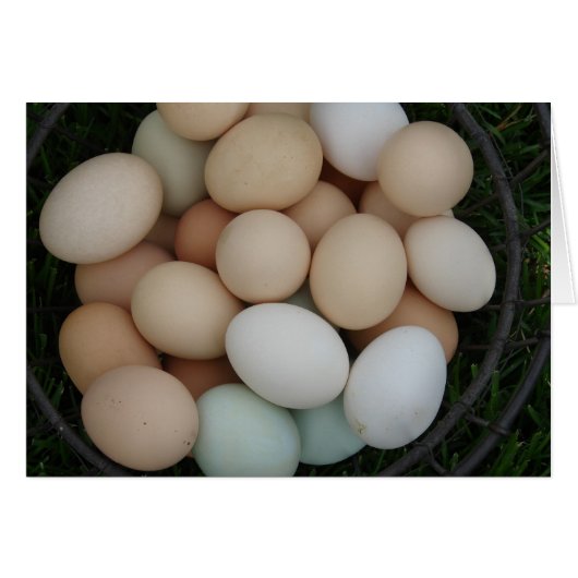Oeufs (Devant horizontal)