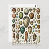 Oeufs Briefkaart (Voorkant / Achterkant)