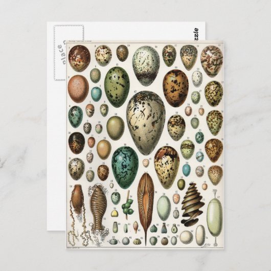 Oeufs Briefkaart (Voorkant / Achterkant)