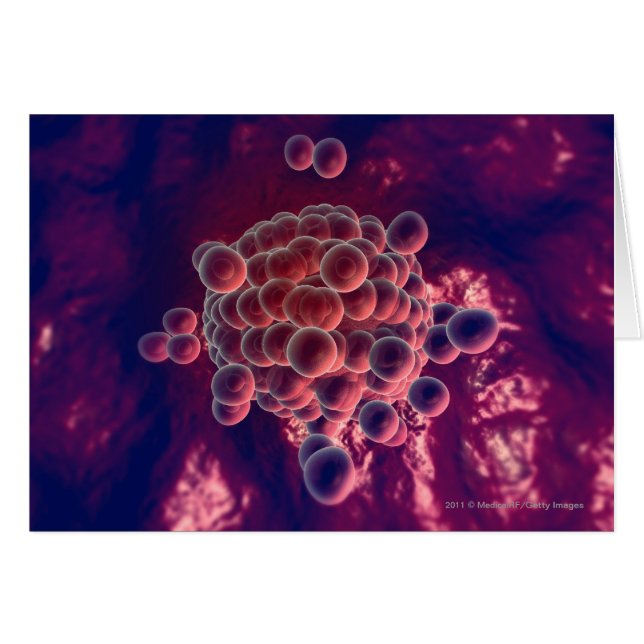 Oeufs dans un ovule (Devant horizontal)