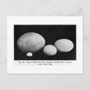 OEufs de géants en plumes carte postale