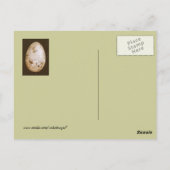 oeufs de jay bleu avec carte postale aux bleuets (Dos)