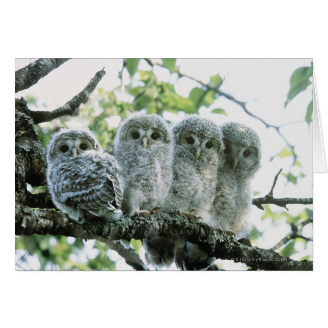 OEufs d'urale. Ikeda-machi, Hokkaido, Japon (Devant horizontal)