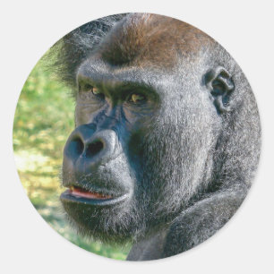 Ogen Die Luisteren – Lope de Gorilla Ronde Sticker