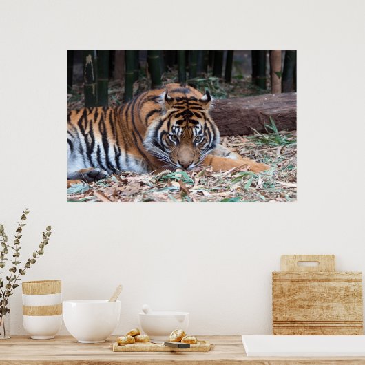 Ogen van de tijger poster (Keuken)