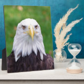 Ogen van een adelaar fotoplaat (Zijkant)