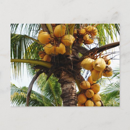 Oh Coconuts Briefkaart (Voorkant)