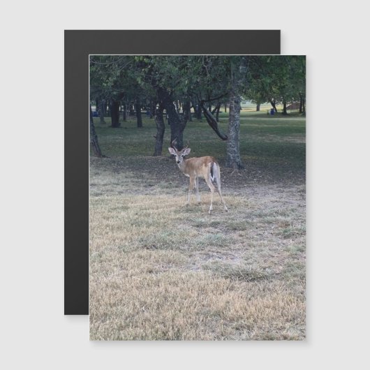 Oh Deer Magnet (Devant / Derrière)