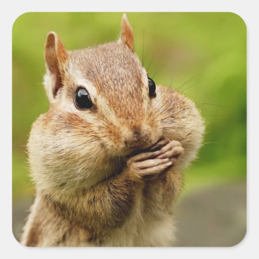 Oh dus Cheeky Chipmunk Vierkante Sticker (Voorkant)