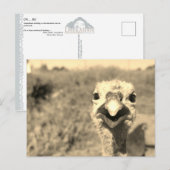 Oh... Hoi! -Briefkaart Briefkaart (Voorkant / Achterkant)