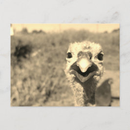 Oh... Hoi! -Briefkaart Briefkaart