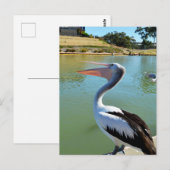 Oh Im A Happy Pelican Tra Lah, Briefkaart (Voorkant / Achterkant)