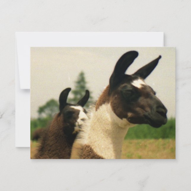 Oh, Lamaaaa (Voorkant)