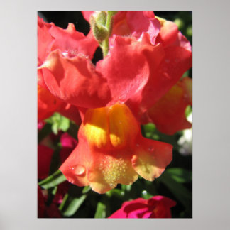 Oh Magnetisch! Dragon Poster