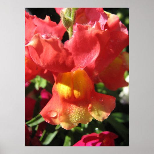 Oh Magnetisch! Dragon Poster (Voorkant)