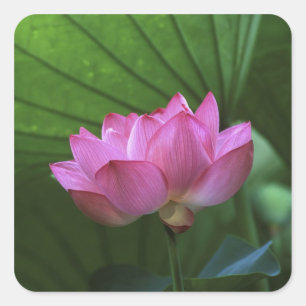 Ohga Lotus, Sankei-en Garden, Yokohama, Japan Vierkante Sticker
