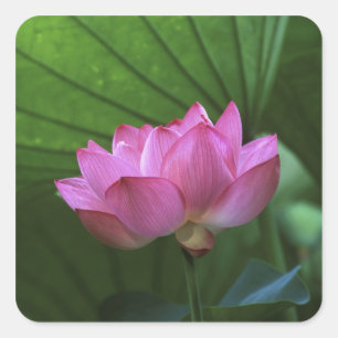 Ohga Lotus, Sankei-en Garden, Yokohama, Japan Vierkante Sticker