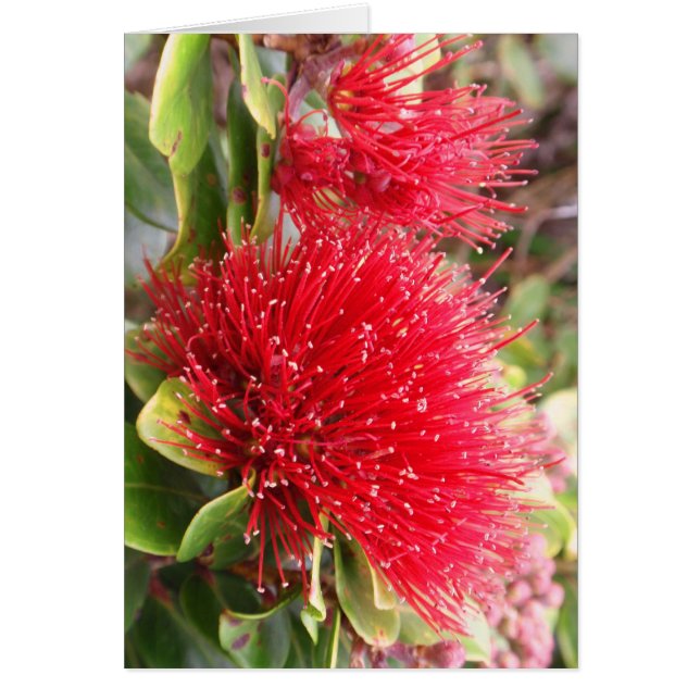 Ohia Lehua (Voorkant)