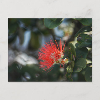 Ohia Lehua Blossom Briefkaart