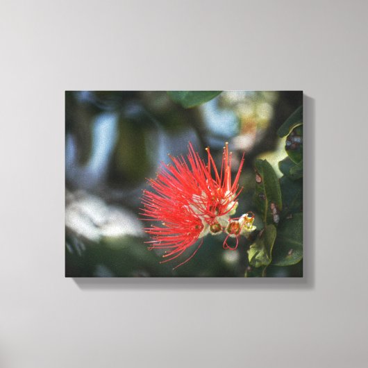 Ohia Lehua Blossom Canvas Afdruk (Voorkant)