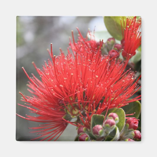 Ohia Lehua blossom Magneet (Voorkant)