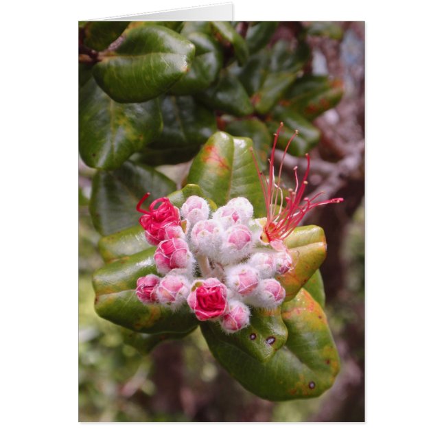 Ohia Lehua Buds (Devant)
