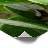 Ohia Lehua Poster (Hoek)