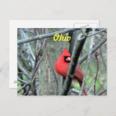 Ohio Kardinaal Briefkaart (Voorkant / Achterkant)