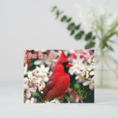 Ohio State Bird - Northern Kardinaal Briefkaart (Staand voorkant)