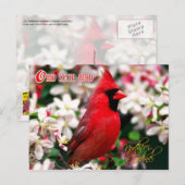 Ohio State Bird - Northern Kardinaal Briefkaart (Voorkant / Achterkant)