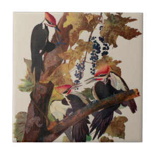 Ohn James Audubon Grote Specht Vogelprent Tegeltje