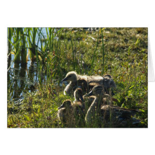 Oie adoptée de bébé