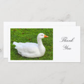 Oie blanche - Merci (Devant / Derrière)