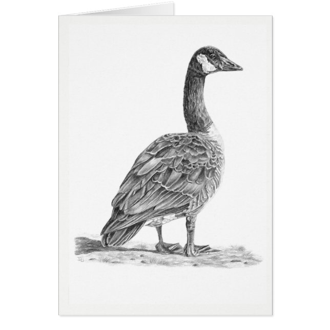 Oie canadienne (Devant)