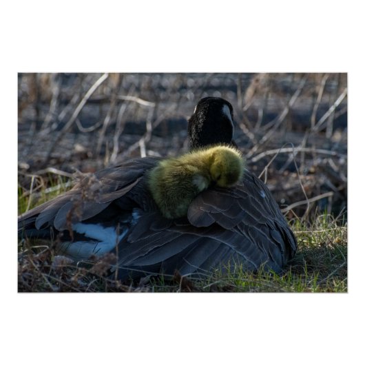 Oie canadienne avec gosling Poster Imprimer (Devant)