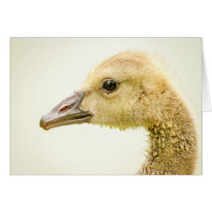 Oie canadienne (Gosling)