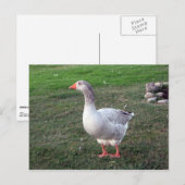 Oie dans le parc Carte postale (Devant / Derrière)