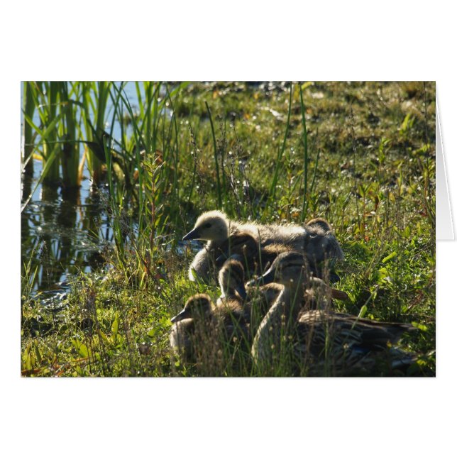 Oie de bébé adoptée (Devant Horizontal)