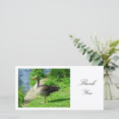 Oie de laitier - Merci (Debout devant)