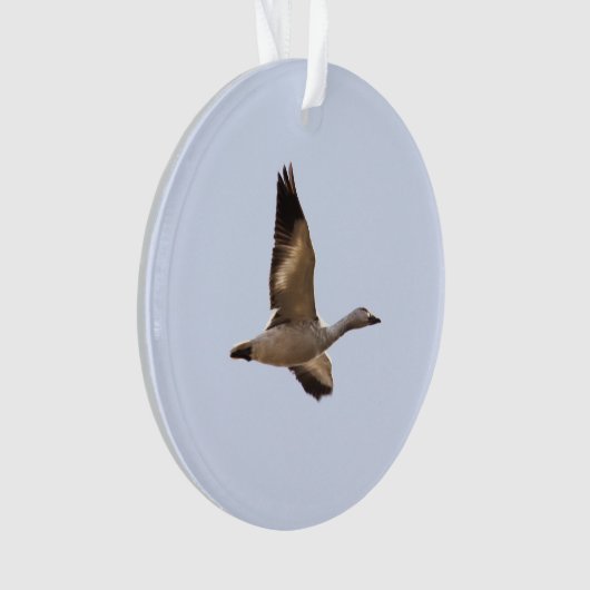 Oie de neige (devant)