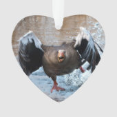 Oie du Drapeau gris à la poursuite (devant)