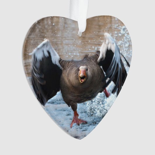 Oie du Drapeau gris à la poursuite (devant)