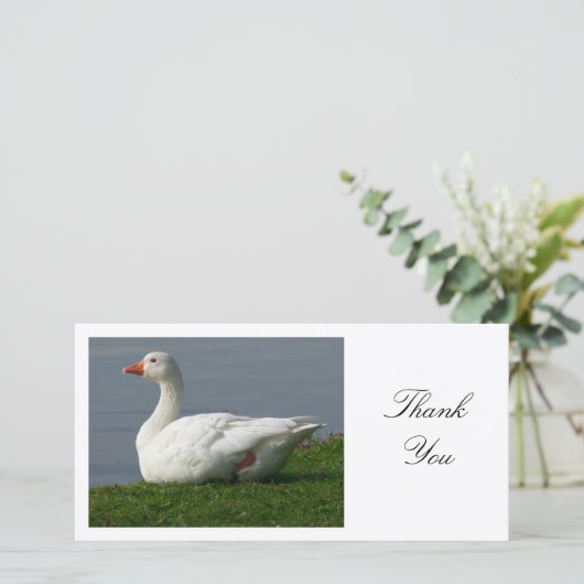 Oie - Merci (Debout devant)