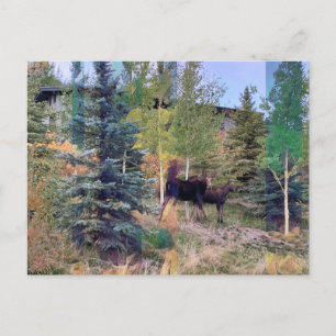 Oie sauvage dans le Wyoming Carte postale
