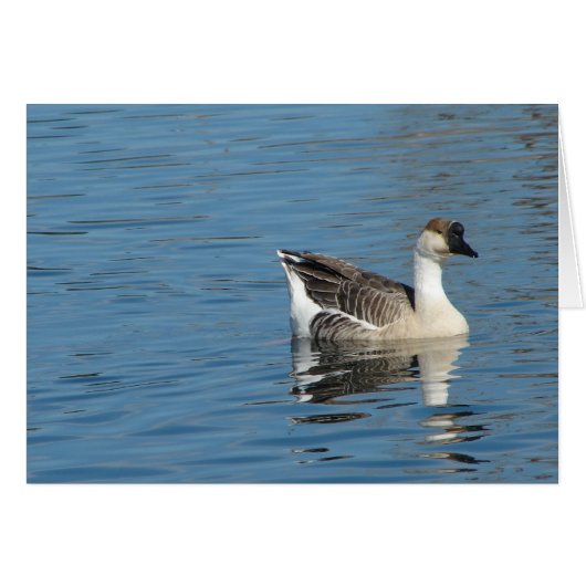 Oies dans le parc (Devant horizontal)