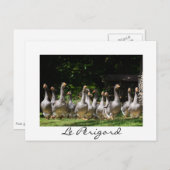 Oies dans le Périgord blanc texte carte postale (Devant / Derrière)